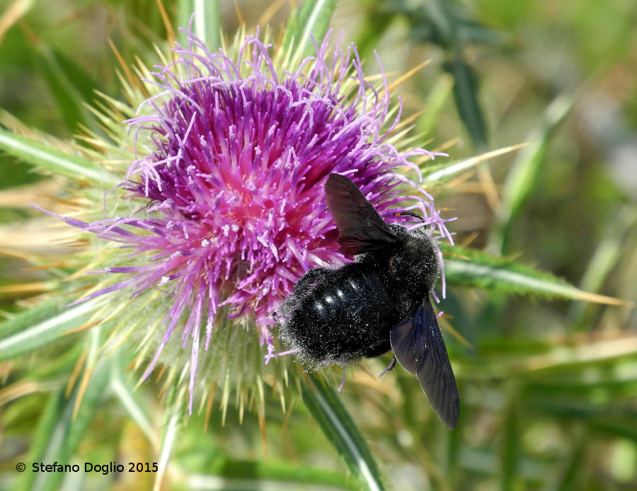 Xylocopa violacea, maschio, Apidae. (Campo Catino, FR)